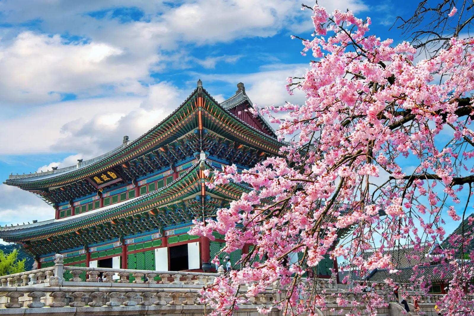 [Mùa Hoa Anh Đào] HÀN QUỐC: SEOUL - NAMI - LOTTE WORLD - YEOUIDO PARK